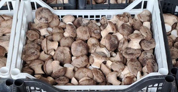 Funghi
